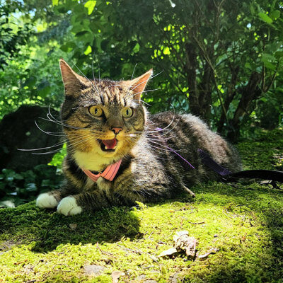 Katze Daisy mit Leine