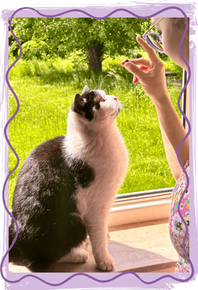 Kater Jiji macht Sitz