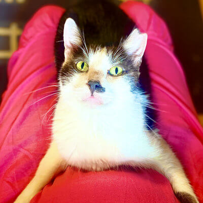 Kater Charles auf Baby-Bauch