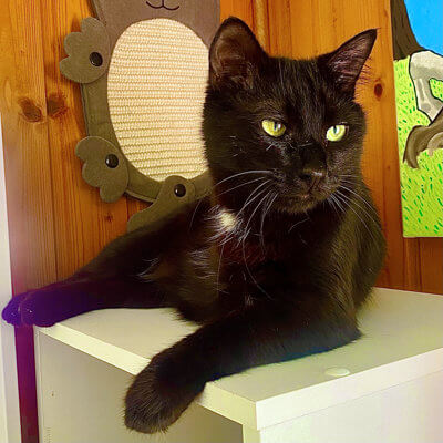 Kater Mayk im Regal