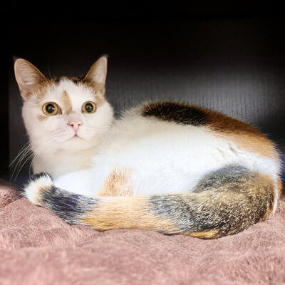 Katze Tina im Schrank